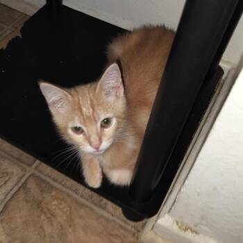 OC Convention Center -  Domestic Short Hair Cat for Adoption in Westminster, California - OC Convention Center | PetCurious