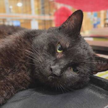 Domestic Short Hair Cats Available for Adoption - Samson | PetCurious