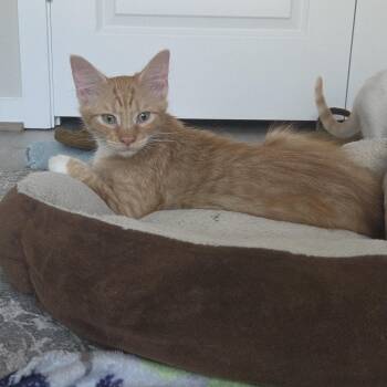 Jelly Belly -  Domestic Long Hair Cat for Adoption in Liverpool, Texas - Jelly Belly | PetCurious