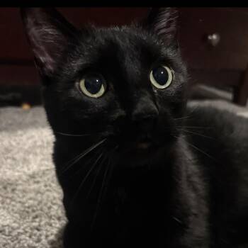 Laney -  Domestic Short Hair Cat for Adoption in Omaha, Nebraska - Laney | PetCurious