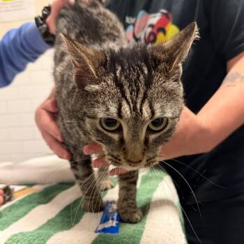 Tigress and Angel -  Domestic Short Hair Cat for Adoption in Pittsburgh, Pennsylvania - Tigress And Angel | PetCurious