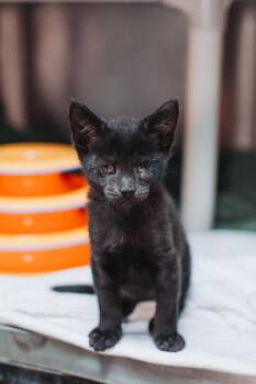 93742A Victor -  Domestic Short Hair Cat for Adoption in North Charleston, South Carolina - 93742A Victor | PetCurious