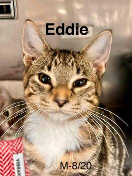 Eddie -  Domestic Short Hair Cat for Adoption in Loogootee, Indiana - Eddie | PetCurious