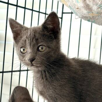 Dash -  Domestic Short Hair Cat for Adoption in Blackfoot, Idaho - Dash | PetCurious