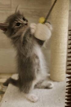 Galaxy Disintegrator -  Tabby and Domestic Long Hair Cat for Adoption in Walnut Creek, California - Galaxy Disintegrator | PetCurious