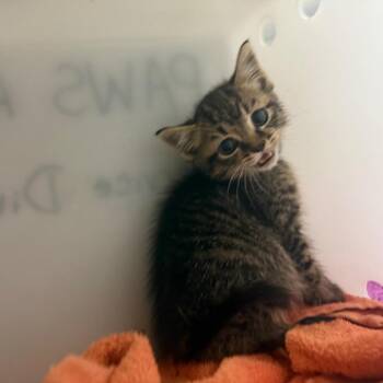 Taffyta -  Domestic Short Hair Cat for Adoption in Columbus, Georgia - Taffyta | PetCurious