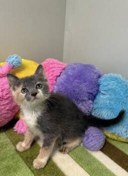 Dawn -  Domestic Short Hair Cat for Adoption in Picayune, Mississippi - Dawn | PetCurious
