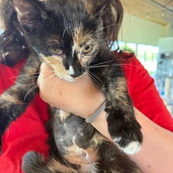 Mindy -  Domestic Short Hair Cat for Adoption in Leander, Texas - Mindy | PetCurious
