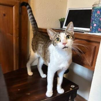 Ellie Bloom -  Tabby and Domestic Short Hair Cat for Adoption in Friendswood, Texas - Ellie Bloom | PetCurious