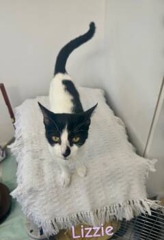 Rescue Domestic Short Hair Cats for Adoption in Pomona, New York - Lizzie | PetCurious