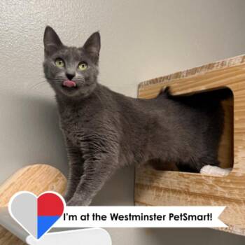 Domestic Short Hair Cats Available for Adoption - Riviera | PetCurious