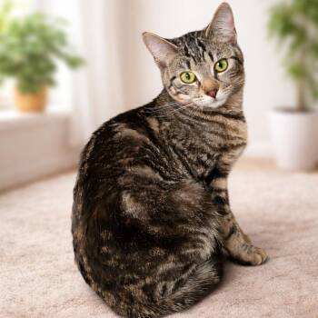 Domestic Short Hair Cats Available for Adoption in Moses Lake, Washington - Babygirl | PetCurious