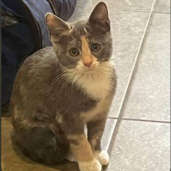 Cheesecake -  Domestic Short Hair Cat for Adoption in Dubuque, Iowa - Cheesecake | PetCurious