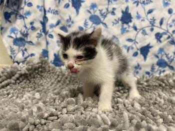 A612070 -  Domestic Medium Hair Cat for Adoption in Modesto, California - A612070 | PetCurious