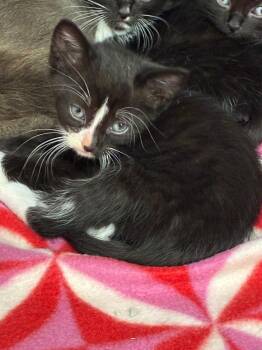 Sid -  Domestic Short Hair Cat Available for Adoption in Hartsville, South Carolina - Sid | PetCurious