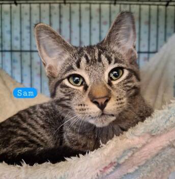 Sam -  Tabby Cat for Adoption in Wyandotte, Michigan - Sam | PetCurious