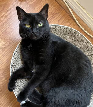 Rescue Domestic Short Hair Cats for Adoption in Los Angeles, California - Cho | PetCurious