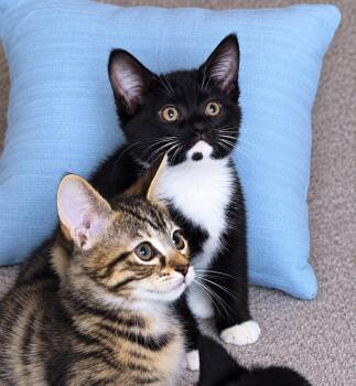 Spice Girls Litter:  POSH SPICE -  Tuxedo Cat for Adoption in Hillsboro, Oregon - Spice Girls Litter:  POSH SPICE | PetCurious