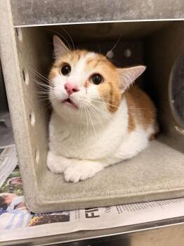 Pickle -  Domestic Short Hair Cat for Adoption in Fruit Heights, Utah - Pickle | PetCurious