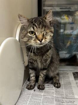 Rescue Domestic Short Hair Cats for Adoption in San Jose, California - FUZZY | PetCurious