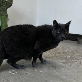 Domestic Short Hair Cats Available for Adoption - Chungus | PetCurious
