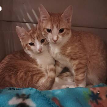 Waterford -  Domestic Short Hair Cat for Adoption in Concord, New Hampshire - Waterford | PetCurious