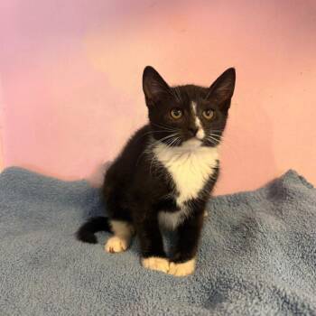 Stripey -  Domestic Short Hair Cat for Adoption in Freeport, New York - Stripey | PetCurious