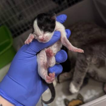 Domestic Short Hair Cats Available for Adoption in Columbiana, Alabama - Georgia O