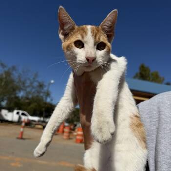 Hashbrown -  Domestic Short Hair Cat for Adoption in Columbia, South Carolina - Hashbrown | PetCurious