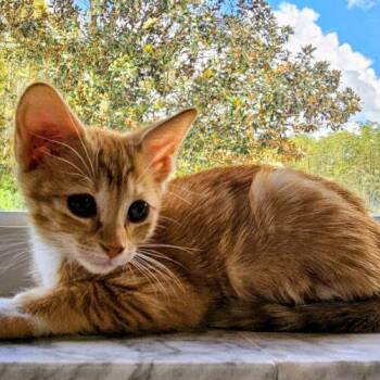 Ruthie -  Domestic Short Hair Cat for Adoption in Tampa, Florida - Ruthie | PetCurious