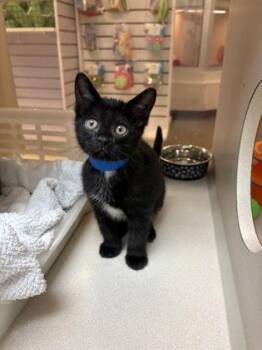 91933a Sprinkle -  Domestic Short Hair Cat for Adoption in North Charleston, South Carolina - 91933a Sprinkle | PetCurious