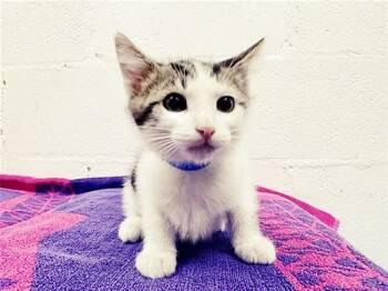 NOPEY -  Domestic Short Hair Cat for Adoption in Brentwood, Missouri - NOPEY | PetCurious