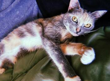 Dilute Calico Cats Available for Adoption - Opal | PetCurious