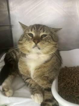 Domestic Short Hair Cats Available for Adoption in Pomona, New York - Squeaky | PetCurious