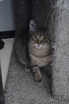Tabby Cats Available for Adoption - Diego | PetCurious