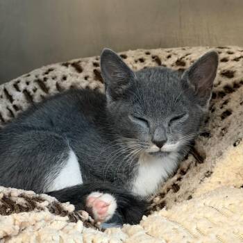 Kepler -  Domestic Short Hair Cat Available for Adoption in West Palm Beach, Florida - Kepler | PetCurious