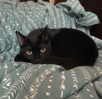 Hugh (& Gigi) -  Bombay and Domestic Short Hair Cat for Adoption in Theodore, Alabama - Hugh (& Gigi) | PetCurious