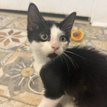 Patchy -  Domestic Short Hair Cat for Adoption in Tampa, Florida - Patchy | PetCurious