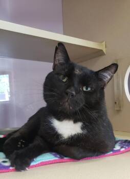 Rescue Domestic Short Hair Cats for Adoption in Ontario, Ohio - Duncan | PetCurious