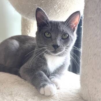 Rescue Domestic Short Hair Cats for Adoption in Zimmerman, Minnesota - Chip | PetCurious