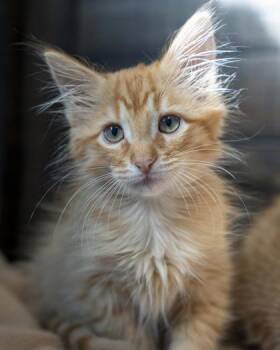 Spider -  Domestic Short Hair Cat for Adoption in Pequot Lakes, Minnesota - Spider | PetCurious