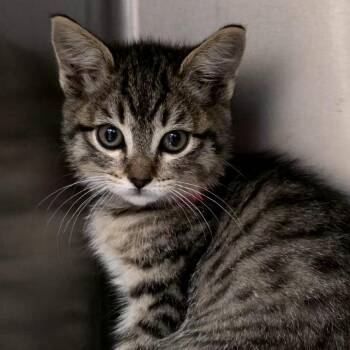 Flan -  Domestic Short Hair Cat for Adoption in Goleta, California - Flan | PetCurious