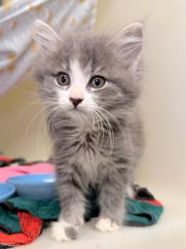 Pope -  Domestic Medium Hair Cat for Adoption in Menomonie, Wisconsin - Pope | PetCurious