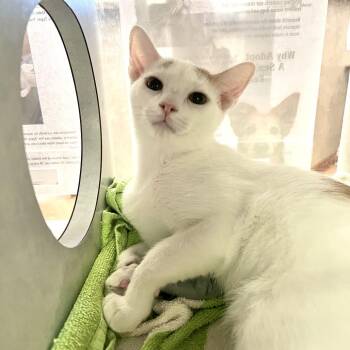 Mantis -  Domestic Short Hair Cat for Adoption in Glenwood Springs, Colorado - Mantis | PetCurious