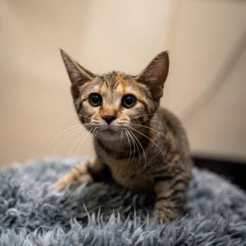 Mrs. Plum -  Domestic Short Hair Cat Available for Adoption in Gainesville, Georgia - Mrs. Plum | PetCurious