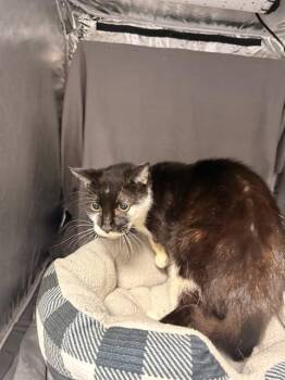 HOWIE -  Domestic Short Hair Cat for Adoption in Grovetown, Georgia - HOWIE | PetCurious