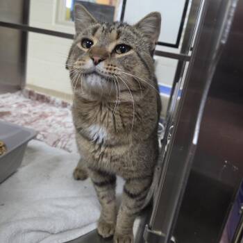 Big Tony -  Domestic Short Hair Cat for Adoption in Plover, Wisconsin - Big Tony | PetCurious