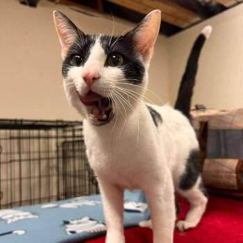 Rescue Domestic Short Hair Cats for Adoption in Wichita, Kansas - Georgie | PetCurious