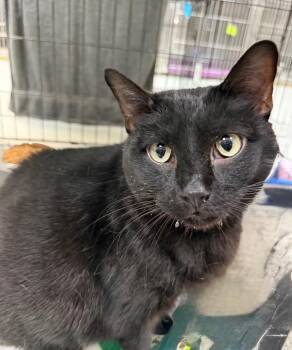 Thunder -  Domestic Short Hair Cat for Adoption in Little Rock, Arkansas - Thunder | PetCurious