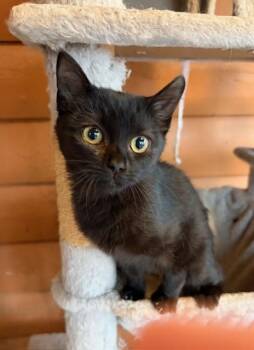 Rescue Domestic Short Hair Cats for Adoption in Nashville, Tennessee - Kenya | PetCurious